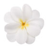 Wholesale Fabric Frangipani Silk Flower
