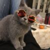 8685884870_906868034-1 Wholesale Pet PC Sunglasses