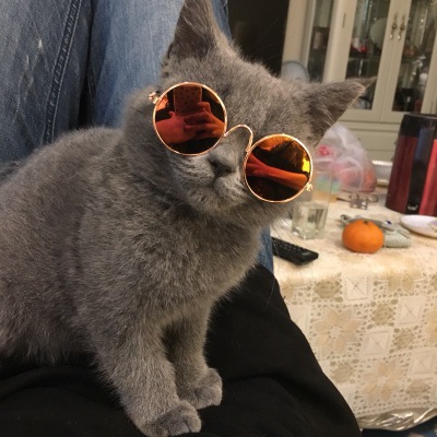 8685884870_906868034-1 Wholesale Pet PC Sunglasses