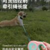 Wholesale Pet Anti-lost Small and Medium-sized Dog Walking Leash Artifact