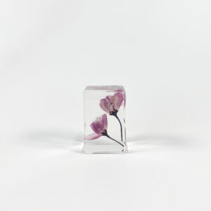 Rose red begonia (6 starting shots)