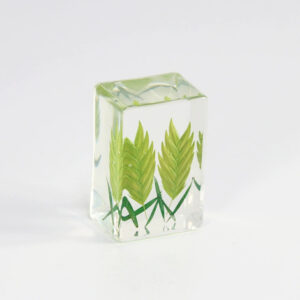 Green wheat ears (6 starting shots)