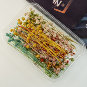 Mixed color acacia beans 10g
