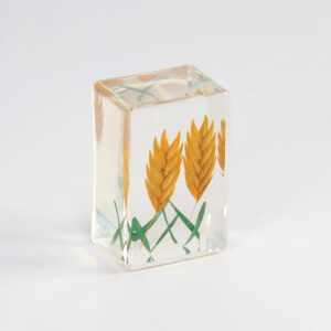 Yellow wheat ears (starting shot of 6)