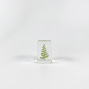 Fern leaves (starting at 6)