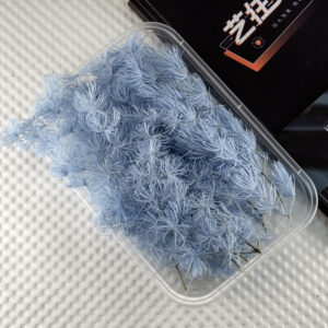 Sky blue penglai pine 10g