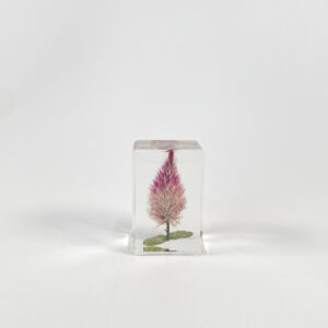 Cockscomb (6 starting shots)