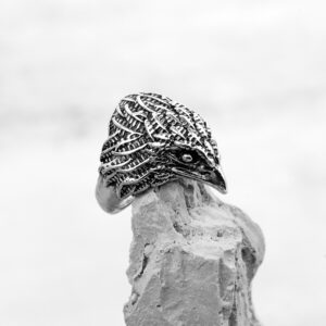 Eagle / Opening adjustable