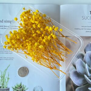 Yellow gypsophila 10g