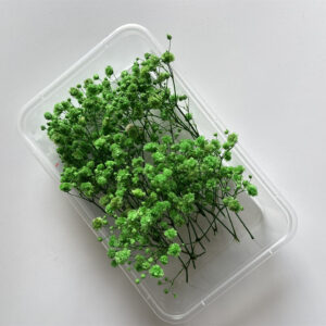 Green gypsophila 10g