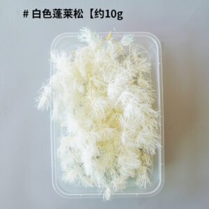 White penglai pine 10g