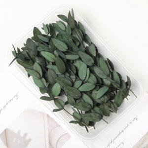 Green eucalyptus leaves 10g