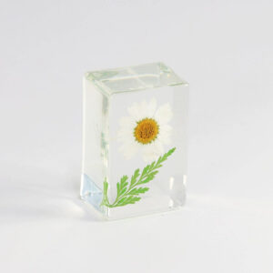 White sunflower (6 starting shots)