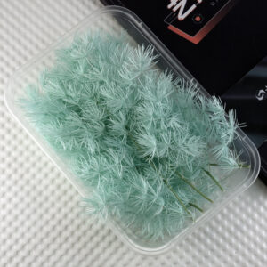 Tiffany blue penglai pine 10g