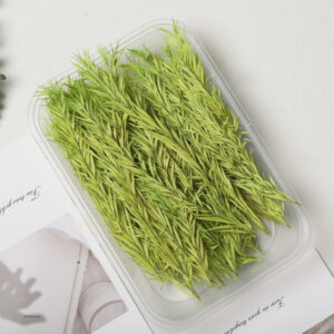 Bleached melaleuca golden fruit green 10g
