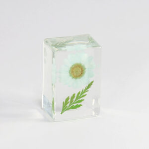 Light green sunflower (6 starting shots)