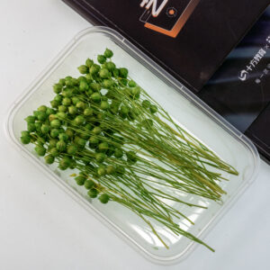 Emerald green acacia beans 10g