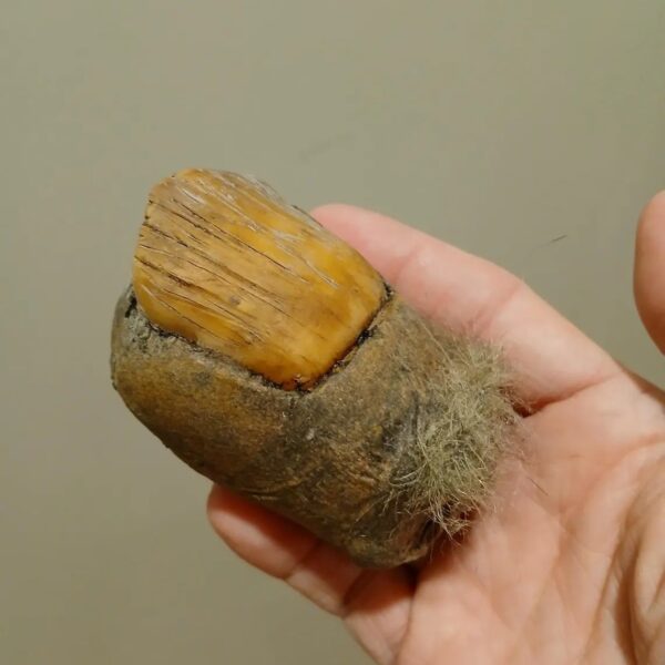 Wholesale 2025 cross-border Amazon explosions Bigfoot Toe Sasquatch toe resin process manufacturers