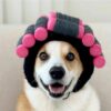 Wholesale cute and funny pet headgear