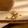Wholesale 1 Piece French Style Simple Style Korean Style Pentagram Starfish Chain Inlay Copper Zircon Ear Cuffs Ear Studs