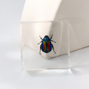 Colorful Tortoise 6 Beats / 38mm*38mm*14mm