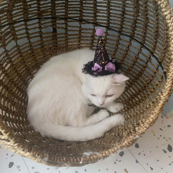 Wholesale Cat and Dog Halloween Party Dress-Up Halloween Pet Pointed Hat Tutu Skirt