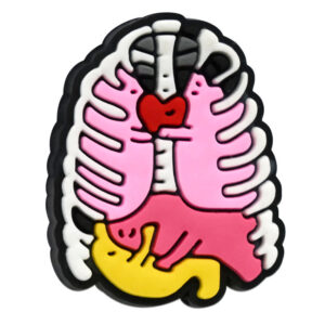 13 heart organs