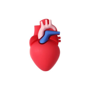 3D Heart