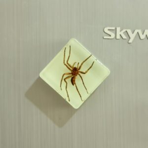 Glow-in-the-dark spider 3.8*3.8cm