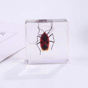 Red bug 6 starts / 38mm*38mm*14mm