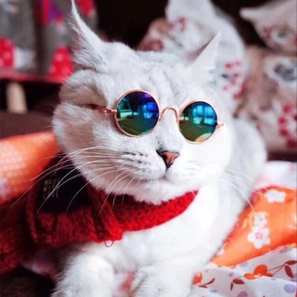 Wholesale Fashion Trend Pet Sunglasses Mini Personality Cat Prince Mirror Small Dog Glasses Novelty Funny Sunglasses