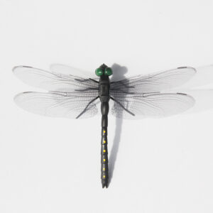 Black / Dragonfly 12cm pin
