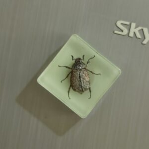 Glow-in-the-dark platinum turtle 3.8*3.8cm
