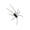 oly-415b794a757046e6c012eee52768c332 Wholesale Cross Border New Spider Fridge Magnet Halloween Home Decor Spider Horror Fridge Magnet