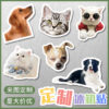 Wholesale Cartoon soft magnetic refrigerator stickers acrylic magnetic refrigerator stickers wholesale creative cute pet magnetic stickers special-shaped decoration
