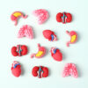 oly-453c0d498798db3bcc56f230df462a90 Wholesale Medical and Nursing Educational Silicone Beads