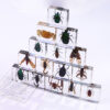 oly-45fb4aea2f7298c0f34fef35166de87d Wholesale Square resin insect and animal specimen amber craft ornament