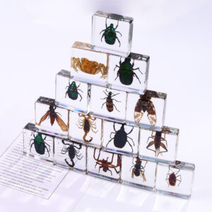oly-45fb4aea2f7298c0f34fef35166de87d Wholesale Square resin insect and animal specimen amber craft ornament