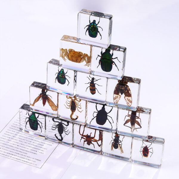oly-45fb4aea2f7298c0f34fef35166de87d Wholesale Square resin insect and animal specimen amber craft ornament