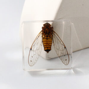 Cicada 6 Beats / 38mm*38mm*14mm