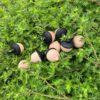 oly-5b98c54168614aa6a2adb30e6055a9c2 Wholesale Creative Acorn Keychain Solid Wood Pine Cone Personalized Pendant Trendy Wooden Pendant Unisex DIY Aessory