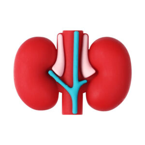 3D Kidney
