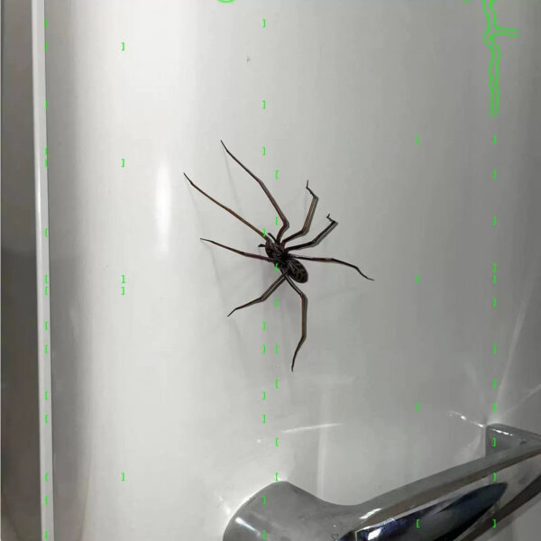 oly-60f7e551eb2ac51aedf4a2eeaefcbcdc Wholesale Cross Border New Spider Fridge Magnet Halloween Home Decor Spider Horror Fridge Magnet