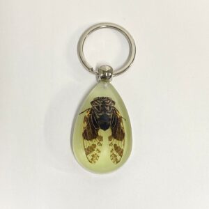 Golden cicada / 4.5*3.1*1.5