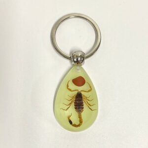 Red Bean yellow scorpion 6 / 39mm*25mm*15mm