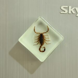 Luminous yellow scorpion 3.8*3.8cm