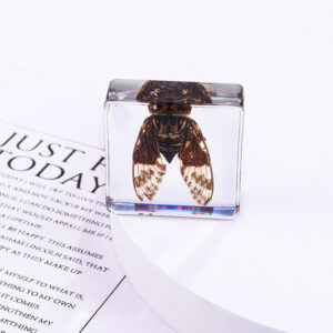 Golden Cicada 6 Beats / 38mm*38mm*14mm