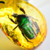 Wholesale True Live Insect Specimen Amber Pendant
