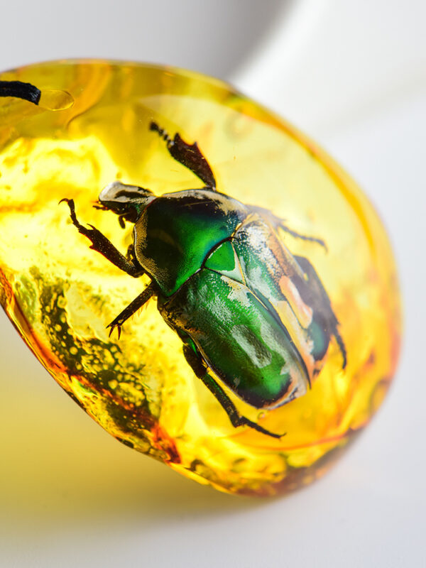 Wholesale True Live Insect Specimen Amber Pendant