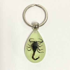 Black Scorpion 6 / 39mm*25mm*15mm